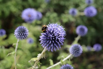 Closeup of blue globe-thistles and a buff-tailed bumblebee.