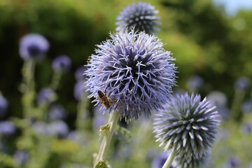 Closeup of blue globe-thistles and a honey bee.