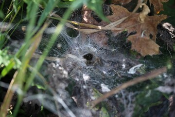 Closeup of a cobweb with a trapped insect.