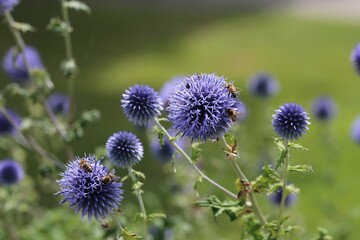 Obraz premium Selective focus of bees collecting nectar from Mordovnik (Echinops) in a field