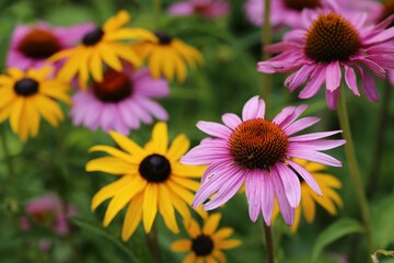 Selective focus of yellow and pink black-eyed Susan (Rudbeckia hirta) flowers in a yard