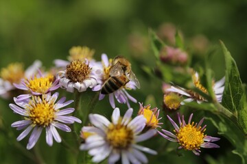 Close-up of a bee collecting nectar from a Tatar aster (Aster tataricus) in a field on a sunny day