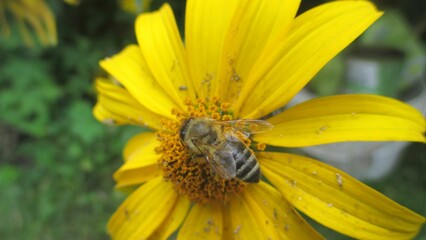 bee on yellow flower
