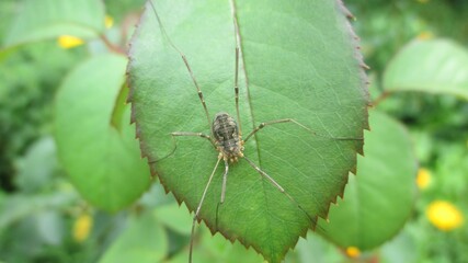 spider on a leaf