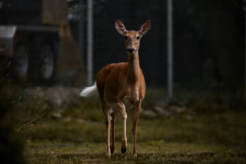 Deer standing and staring with leg up