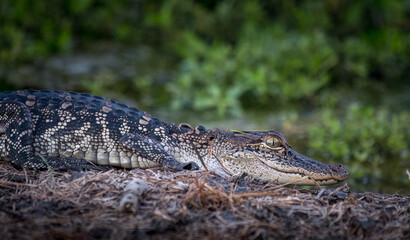 A Juvenile Alligator at the Pond