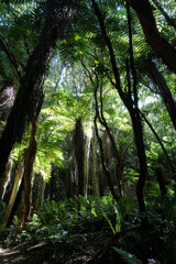 Obraz premium New Zealand, Fern Tree, Longwood Forest