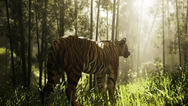In the midst of a bamboo thicket, a colossal Bengal tiger stalks its quarry under the bright sun