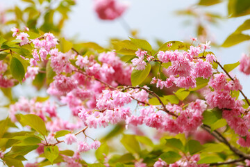 Sakura tree flowers in early spring. Blossoming season of cherry and plum trees. Background with selective focus