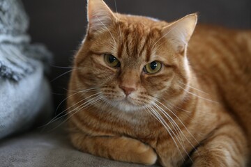 Portrait of a fluffy ginger cat in a cozy position on a plush cushion