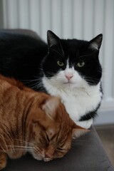 two cats are laying on the back of a couch and one cat is looking at