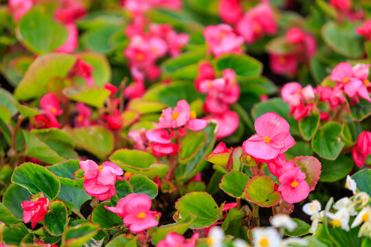 Flowers in the bed Begonia. Greening the urban environment. Background with selective focus