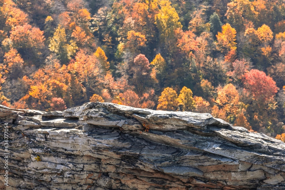 Poster closeup of a weathered tree log with colorful autumn trees in the background