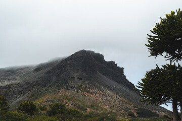Bosques de araucarias en, Villa pehuenia, Paso del arco Cerro Volcan Batea Mahuida.