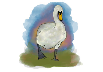 White swan illustration 