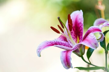 Closeup of a pink lily flower on a shrub
