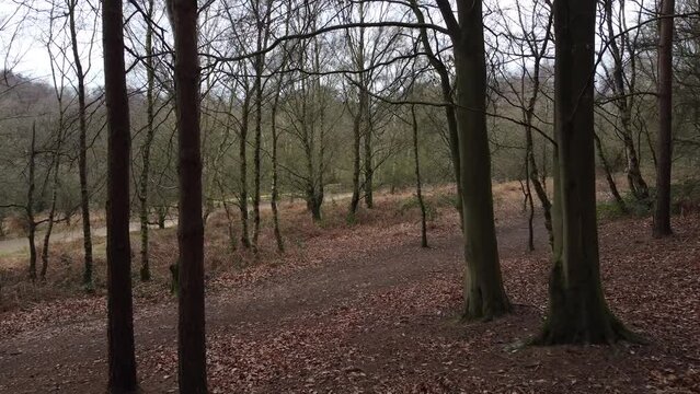 Haunting Woodland View