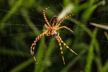 Closeup shot of a spider in a web