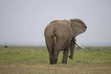 African elephant walking in a grassy landscape