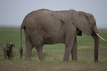 Naklejka na ściany i meble Family of African elephants walking in a grassy landscape