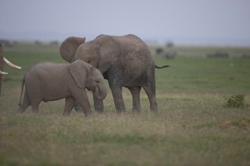 Fototapeta na wymiar Family of African elephants walking in a grassy landscape