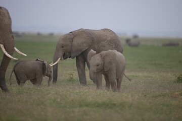 Naklejka na ściany i meble Family of African elephants walking in a grassy landscape