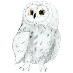 Watercolour - vector 4. Hand drawn bird owl-1.