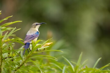 Small sunbird sits on a branch of a tree