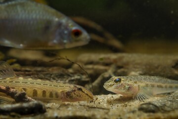 wild monkey goby on sand bottom, dangerous species of dwarf freshwater fish, Southern Bug river...