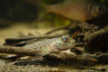 Obraz na płótnie Canvas wild caught monkey goby on sand bottom, cute dwarf freshwater fish, endemic of Southern Bug river, European coldwater biotope design aquarium, highly adaptable and dangerous species, low light mood