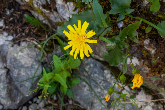 Hieracium laevigatum (Smooth hawkweed)