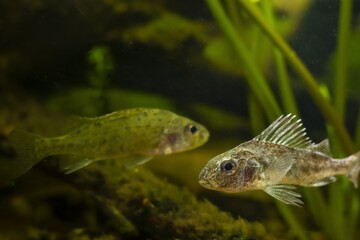 aggressive Eurasian ruffe in territorial behaviour, captive domesticated wild freshwater fish,...