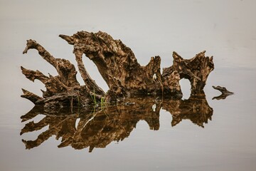 Aged tree stump, mirrored in the placid surface of the water