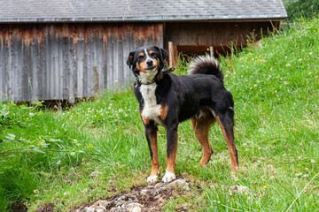 Appenzeller Sennenhund Farm Dog