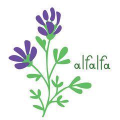 Isolated alfalfa illustration - 636782415