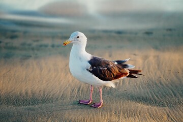 Seagull perched on a sandy beach near the shoreline of a body of water