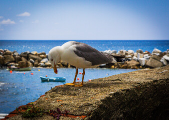 Sommerliche K&uuml;stenlandschaft und M&ouml;wen an der Cinque Terre in Italien