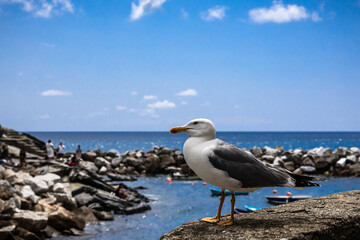 Sommerliche Küstenlandschaft und Möwen an der Cinque Terre in Italien