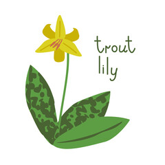 Isolated trout lily illustration - 636782461