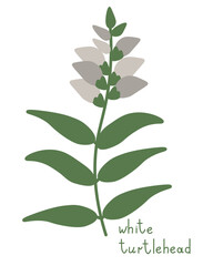 White turtlehead illustration