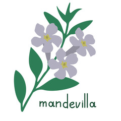 Mandevilla vector flower