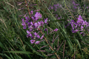 Epilobium angustifolium - Laurier de St Antoine