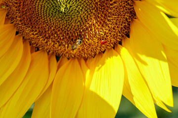 Sunflower natural background. Blooming sunflower with bee and ladybug. Sunflower close-up.