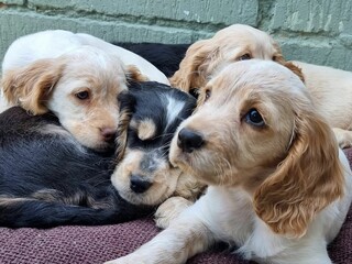 Shot of adorable springer spaniel puppies enjoying the springtime sun