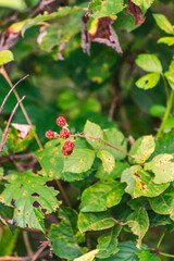 Autumn is coming, blackberry bush with red and black berries, vibrant colors red, green and black,