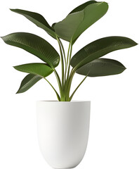 vase decoration plant planted in a pot on a white png background