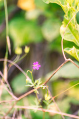 little pink flower on the brown branch of the bush