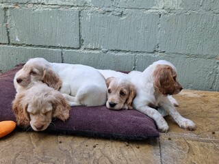 Shot of adorable springer spaniel puppies enjoying the springtime sun