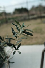 Closeup shot of an olive tree branch in an outdoor garden setting.