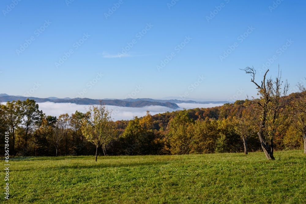 Poster aerial view of greenery field surrounded by dense trees